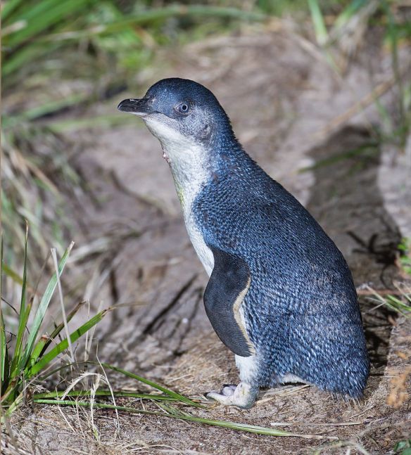 North-West Tasmania is one of the best places to see Little Penguins up close.